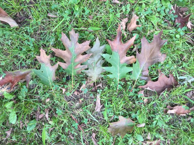 Oak wilt: leaves may fall while they are still green or partly green.