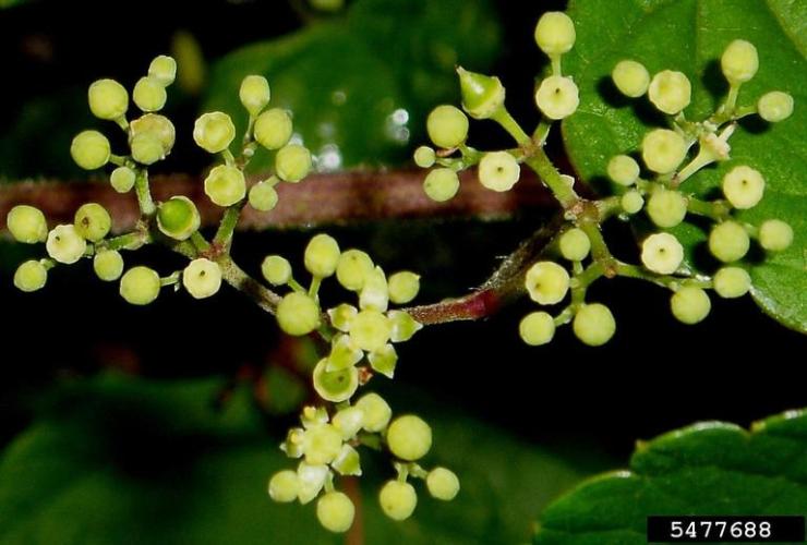 Porcelainberry: inconspicuous flowers (white to green) develop in small clusters.