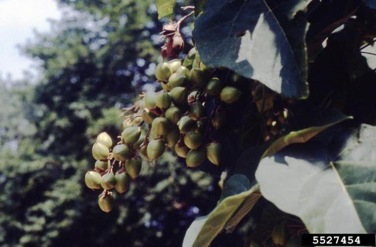 Princess tree: fruits (1-2 in. long, 1-1.5 in. wide) are egg-shaped capsules, divided into 4 inner compartments that contain the seeds. Fruits are light green in the summer, becoming dark brown in the winter, and persist in clusters on the tree until the following spring.