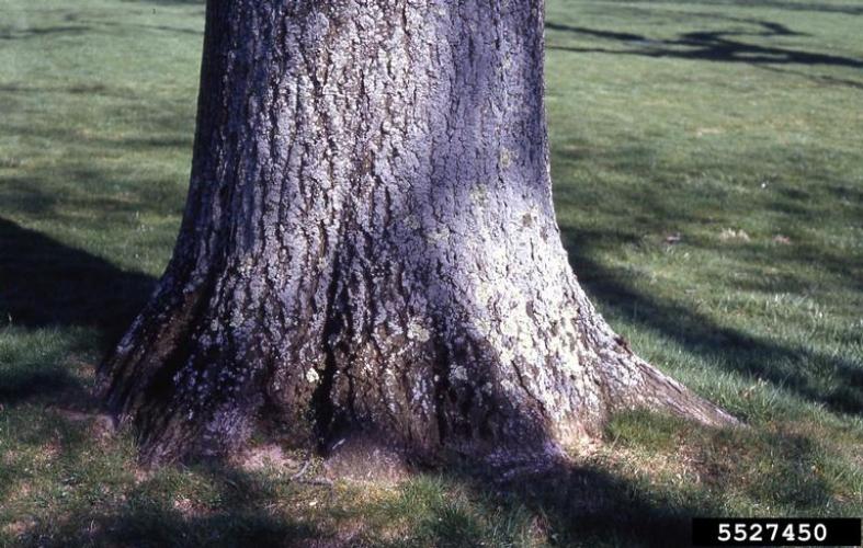 Princess tree: bark is gray-brown and rough, often developing lighter-colored shallow vertical fissures.