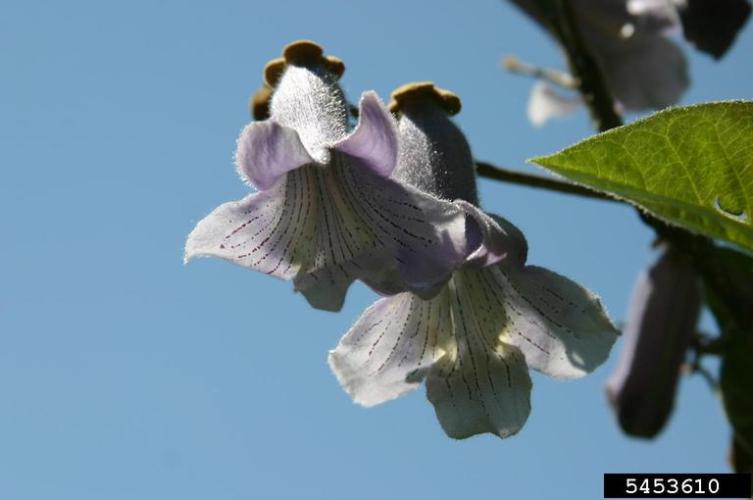 Princess tree: large flowers (2 in. long) are fragrant and light violet-pink, appearing in showy upright clusters (8-12 inches in length). They have tubular corollas, ending in 5 unequal lobes.