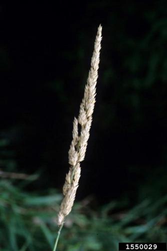 Reed canary grass: inflorescence color changes from green to purplish to tan as the seeds mature. 