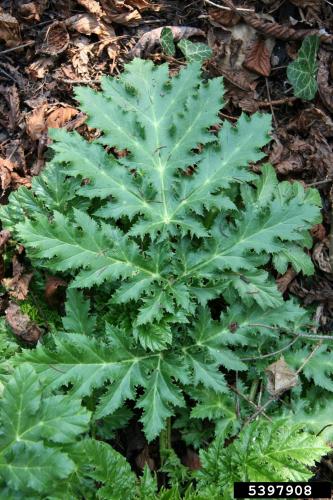 Giant hogweed: leaves are deeply lobed, sharply pointed.