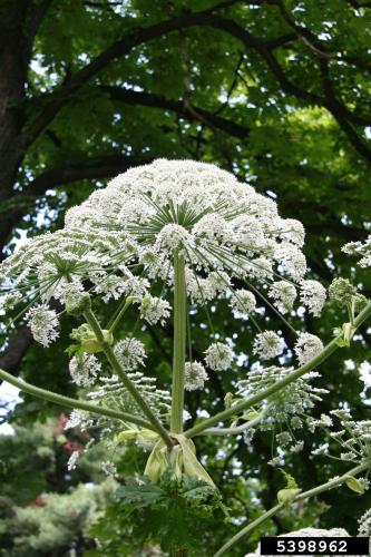 Giant hogweed: white flowers are on a large umbrella-shaped head at that can be up to 2.5 ft. in diameter.