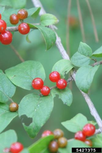 Shrub Honeysuckle: twinned berries, that are generally red to yellow in color