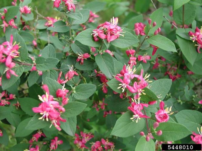 Shrub Honeysuckles | Vermont Invasives