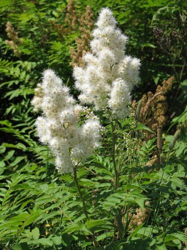False spiraea: small white flowers born on 4 to 10-inch panicle.