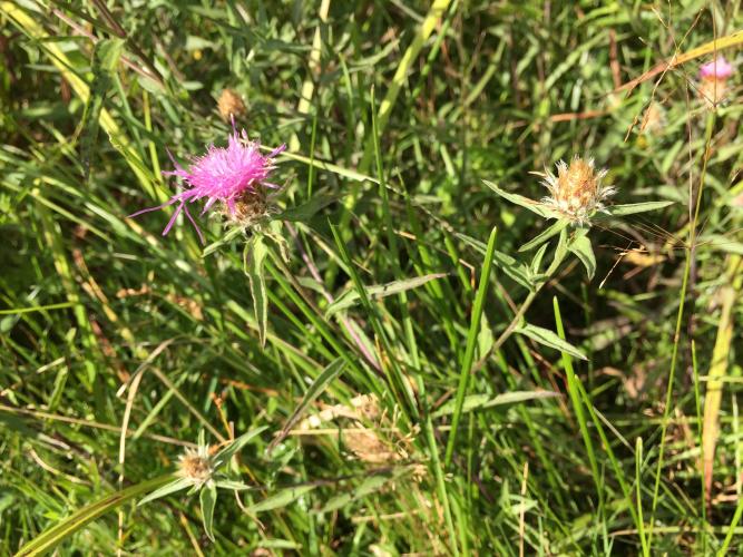 Spotted knapweed: flowers going to seed. Tightly packed seed heads of oblong, brownish, hairy nutlets, topped by short stubby bristles.