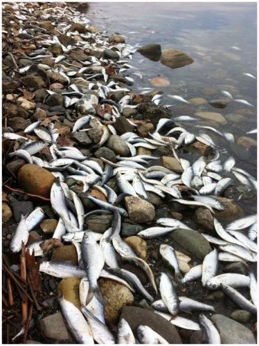 Alewife populations are cyclical, and are prone to massive die-offs