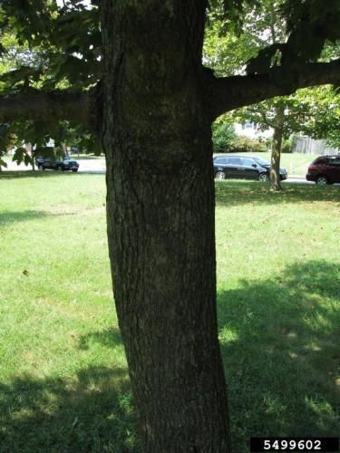 Norway maple: bark of the tree is grayish and regularly and shallowly grooved.