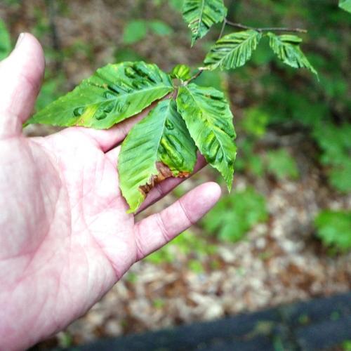 Beech Leaf Disease: leaves near branch tips curled, discolored, and deformed.
