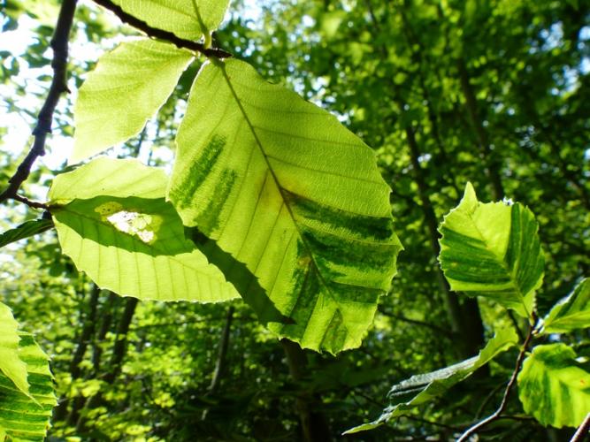 Beech Leaf Disease: dark striping pattern appears on the leaves, parallel to the leaf veins.