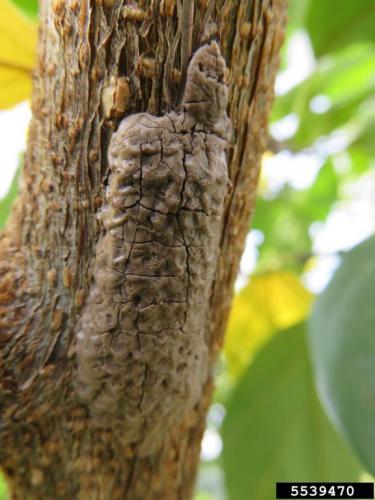 Spotted Lanternfly: Egg clusters