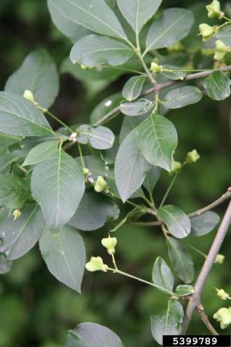 European spindle-tree: flowers are inconspicuous (1/3 inch across), 4 greenish-white petals with purple anthers, appearing in late spring in multiple branched clusters.