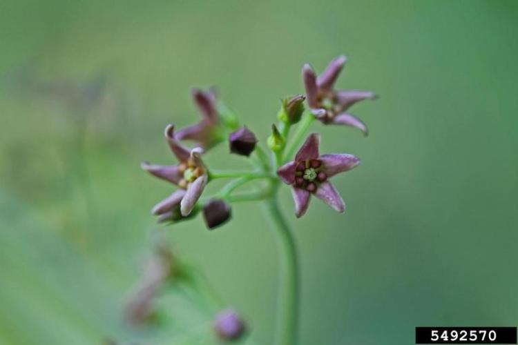 Pale swallowwort: flowers are dark pink to deep red, 5-petaled, star-shaped and appear in clusters.