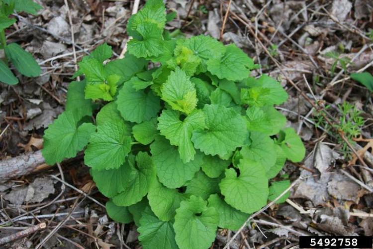 Garlic mustard: foliage on first-year rosettes is green, heart-shaped.