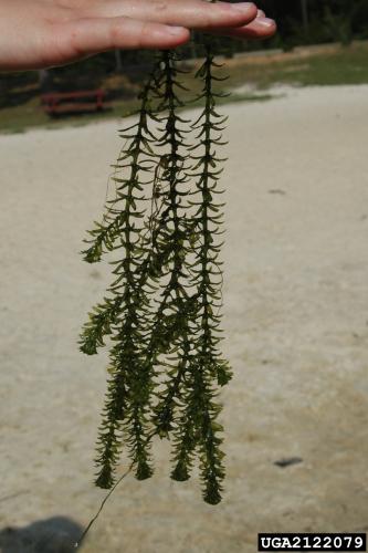 Hydrilla: foliage