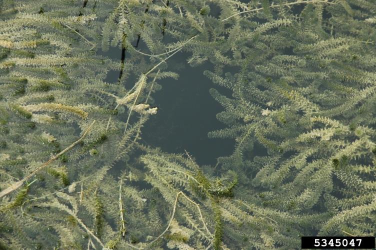 Hydrilla: infestation
