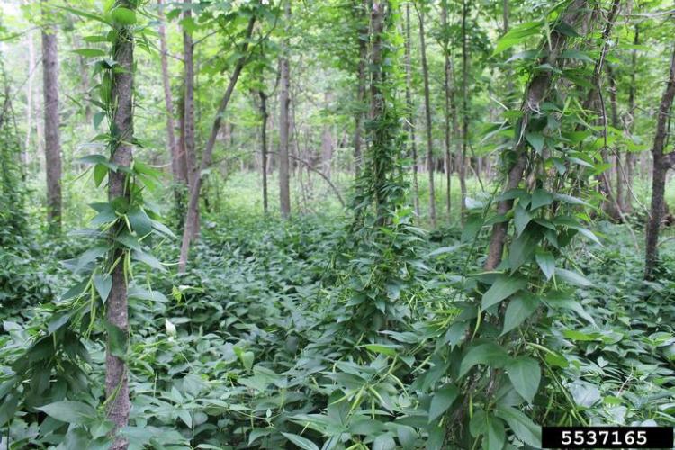 Pale Swallowwort Vermont Invasives