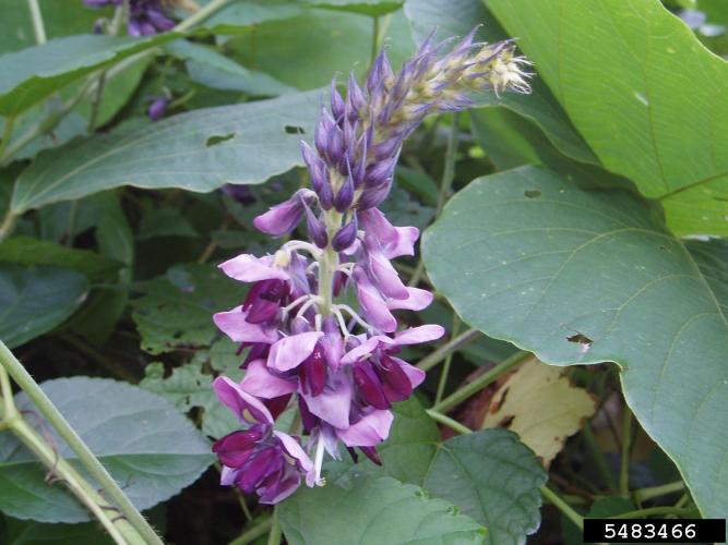 Kudzu: purple, fragrant flowers hang, in clusters