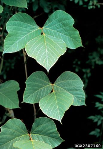 Kuzdu: foliageKuzdu: leaves are alternate, compound, have three leaflets