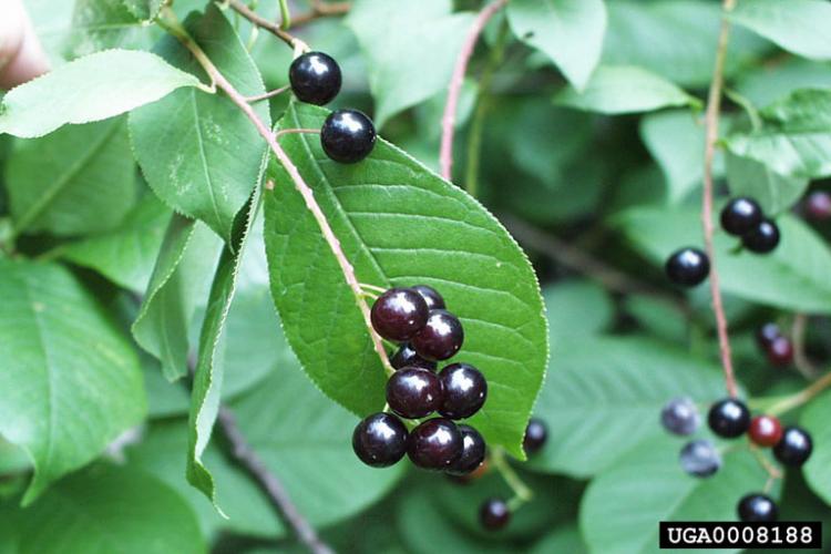 Árboles con frutos negros pequeños y redondos