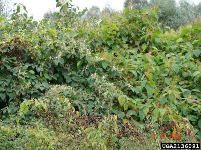 Look-alike: invasive Japanese knotweed (left) looks like Giant knotweed (right), but has squared off leaf base, where Giant knotweed leaf base is more "heart-shaped"