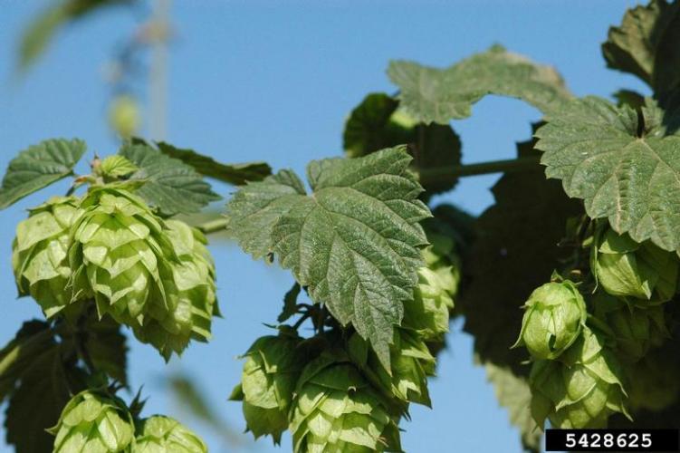 Look-alike: common hop (Humulus lupulus); non-native, used to flavor beer.
