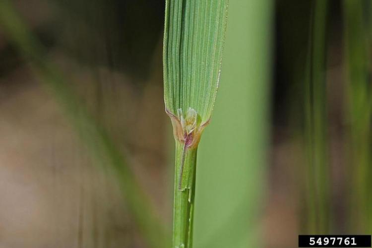 Look-alike: native bluejoint grass (Calamagrostis canadensis) also has a transparent-white ligule, but is less coarse textured than RCG, has smaller seed with fine hairs used for wind dispersal, can have dark colored joints, and the rhizomes near the soil surface are not reddish colored. 