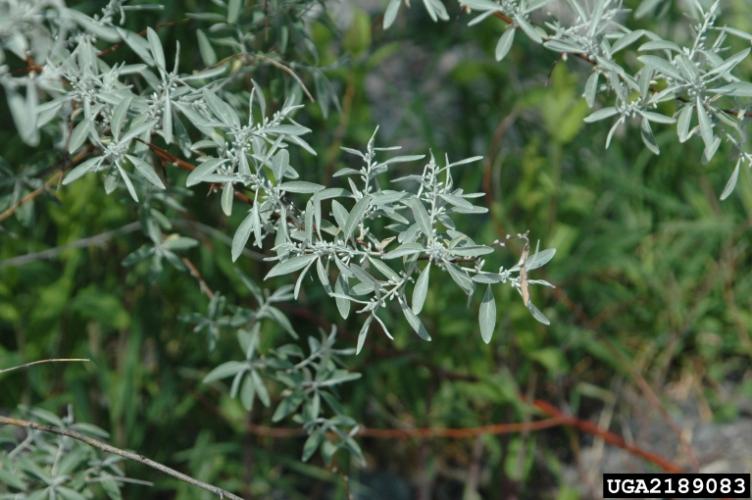Look-alike: Russian olive has silvery scales covering both sides of its leaves. 