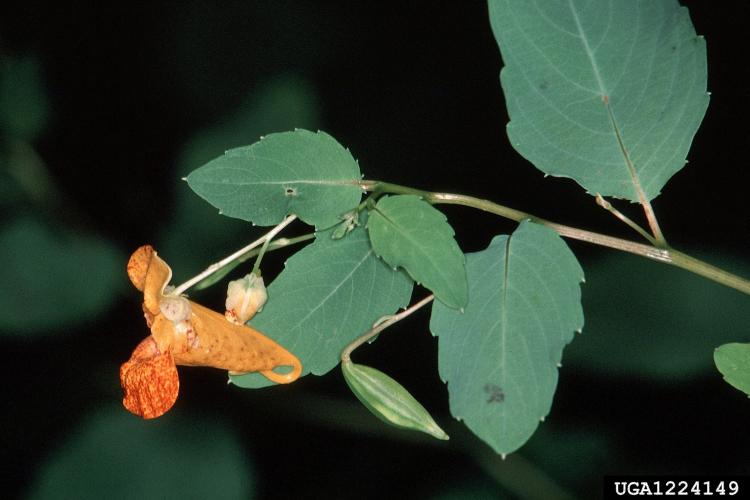 Look-alike: jewelweed (Impatiens capensis), flowers are orange. This plant is native.