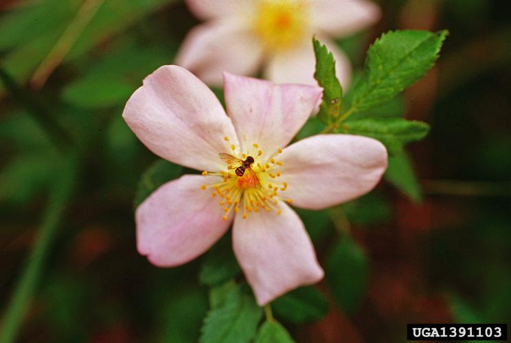 Look-alike: Carolina rose (Rosa carolina L.), native, has clusters of only a few pink flowers.