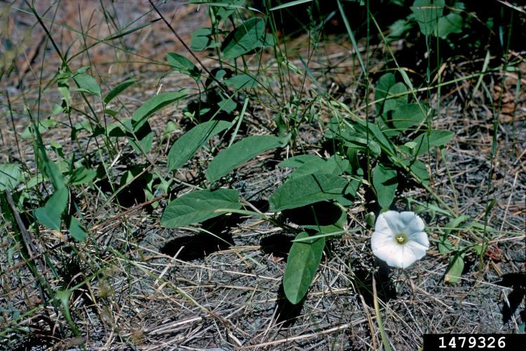 Look-alike: hedge bindweed (Calystegia sepium) has triangular leaves with pointed tips and angular, heart‐shaped base.