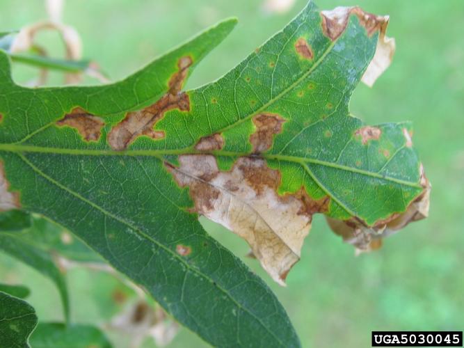 Look-alike: anthracnose is a common fungal disease of shade trees that results in leaf spots, cupping or curling of leaves and early leaf drop.