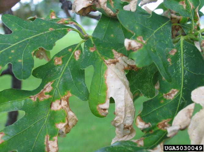 Look-alike: anthracnose is a common fungal disease of shade trees that results in leaf spots, cupping or curling of leaves and early leaf drop.