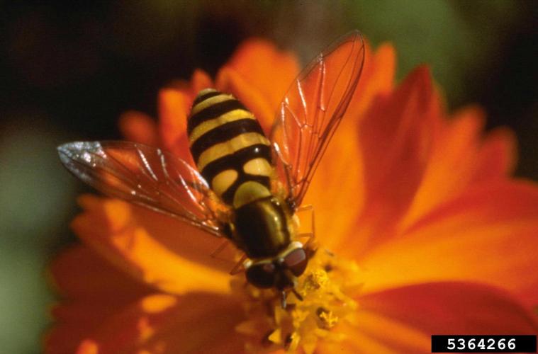 Lookalike: syrphid or flower flies