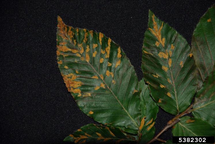 Look-alike: erineum patch from eriophyid mites on upper leaf surface of American beech leaves