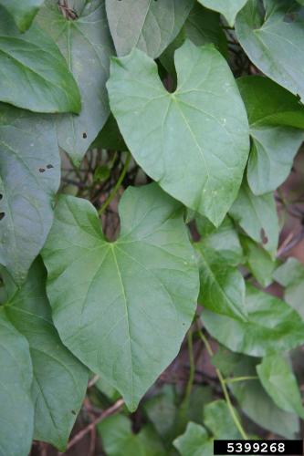 Look-alike: hedge bindweed (Calystegia sepium) has triangular leaves with pointed tips and angular, heart‐shaped base.