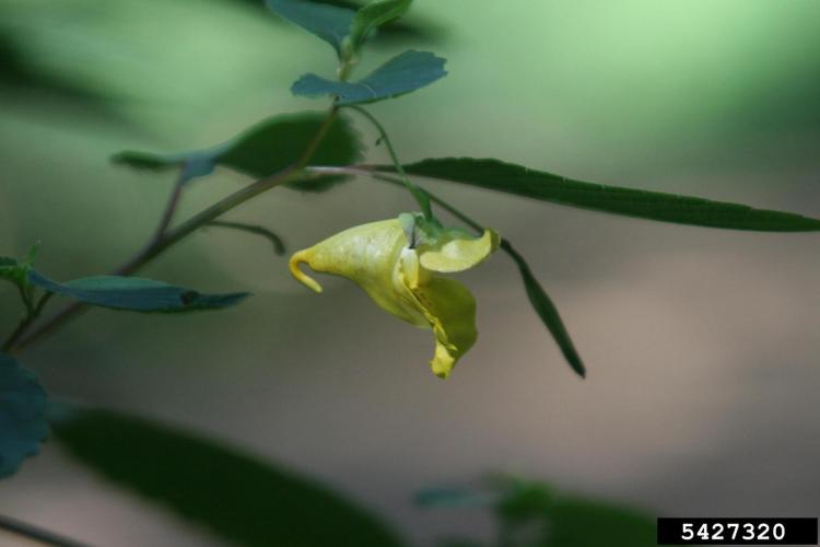 Look-alike: jewelweed (Impatiens pallida), flowers are yellow. This plant is native.