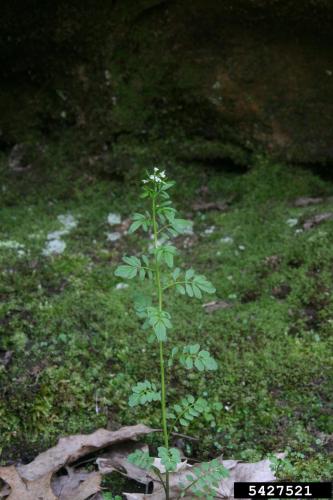 Look-alike: Pennsylvania Bittercress (Cardamine pensylvanica). This plant does not have fleshy blunt projections ('ears') when leaves are removed. 