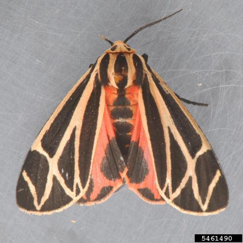 Look-alike: Tiger moth