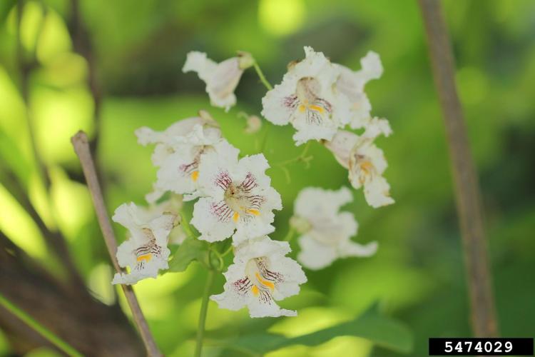 Look-alike: northern catalpa (Catalpa speciosa), flower.