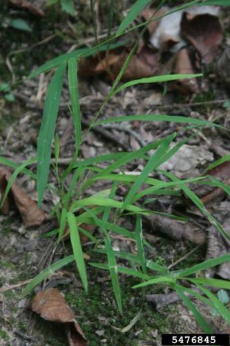 Look-alike: white cutgrass (Leersia virginica), native plant, has distinctly longer leaves and shorter spikelets.