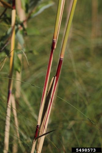Look-alike: American reed, (Phragmites americanus) middle and upper stem internodes are smooth, shiny and red-brown to dark red-brown during the growing season. 