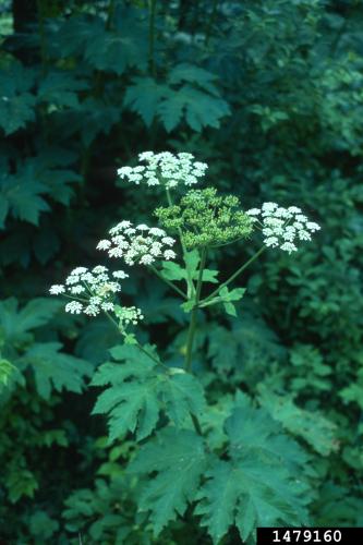 Look-alike: American cow parsnip (native to North America) is large, but has flat-topped flower clusters.