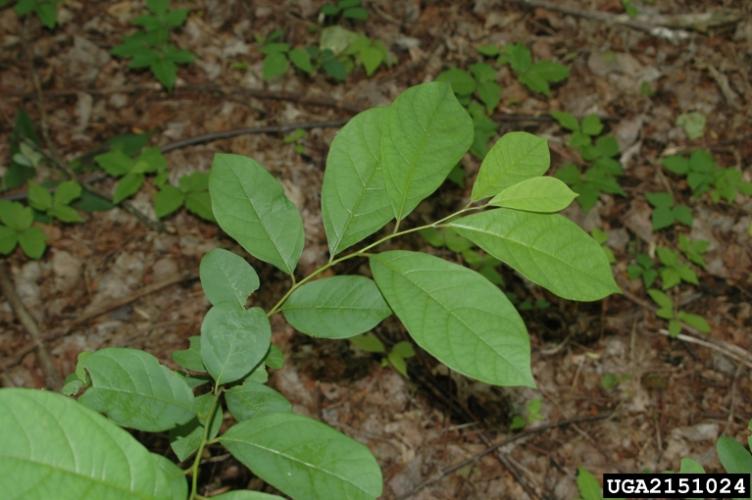 Look-alike: northern spicebush has alternately arranged leaves and a distinct smell when the leaves are crushed.
