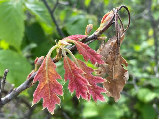 Damaged and discolored oak leaves from early season frost damage