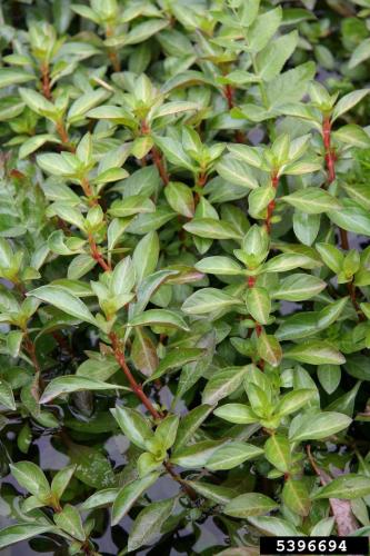 Lookalike: Red Ludwigia