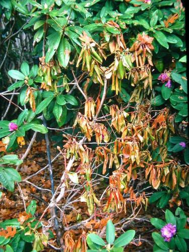 Dead leaves and shoots on rhododendron as a result of phytophthora root rot