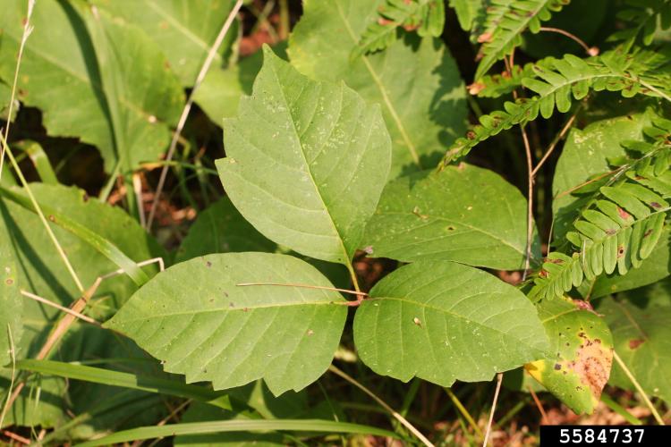 Lookalike: poison ivy